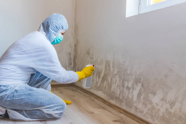 Licensed Basement Mold Removal service in Winter Park, FL - WQB Mold Removal